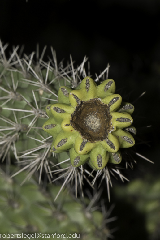 arizona garden